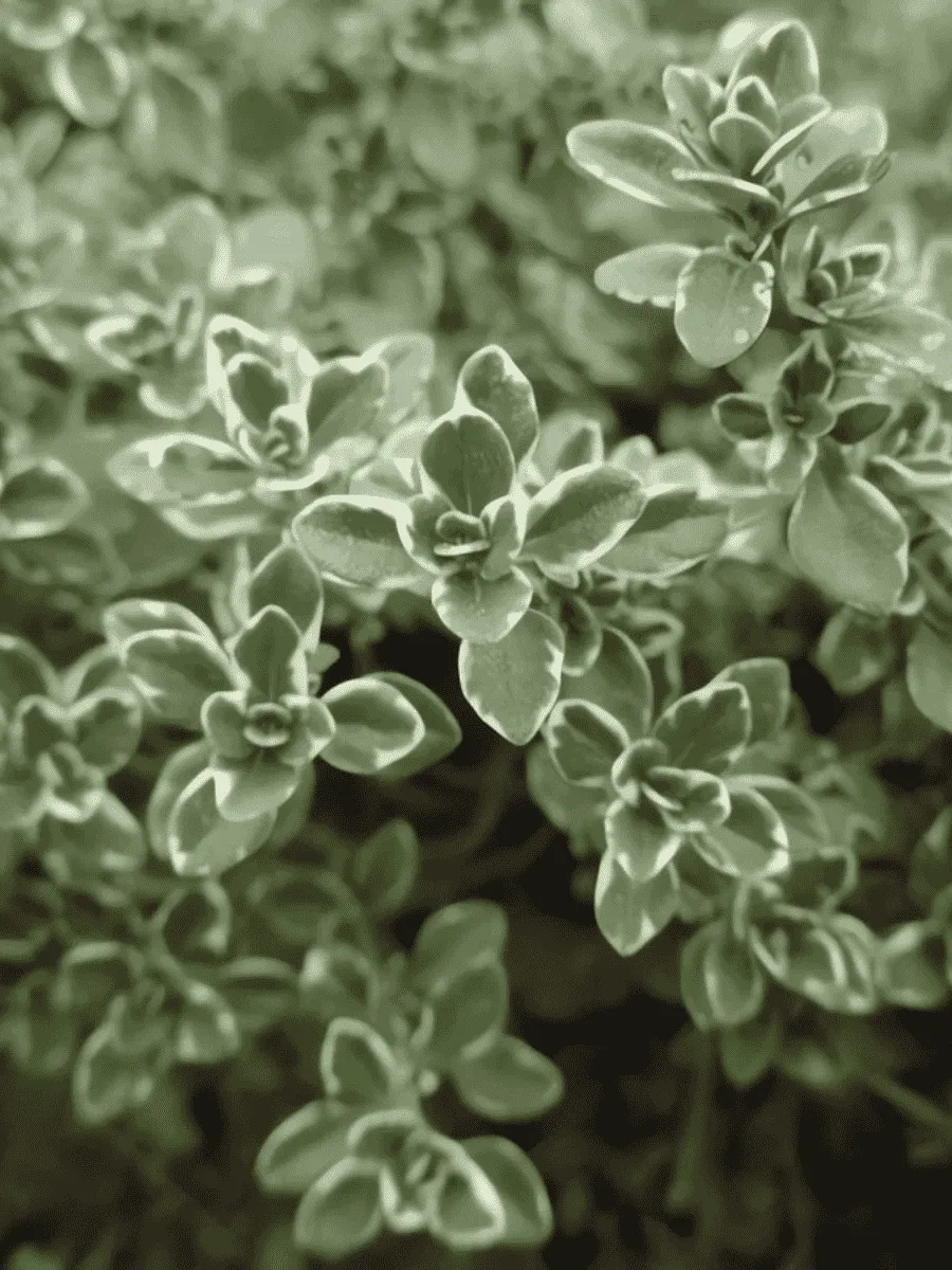 Тимьян лимоннопахнущий Variegated Leaves