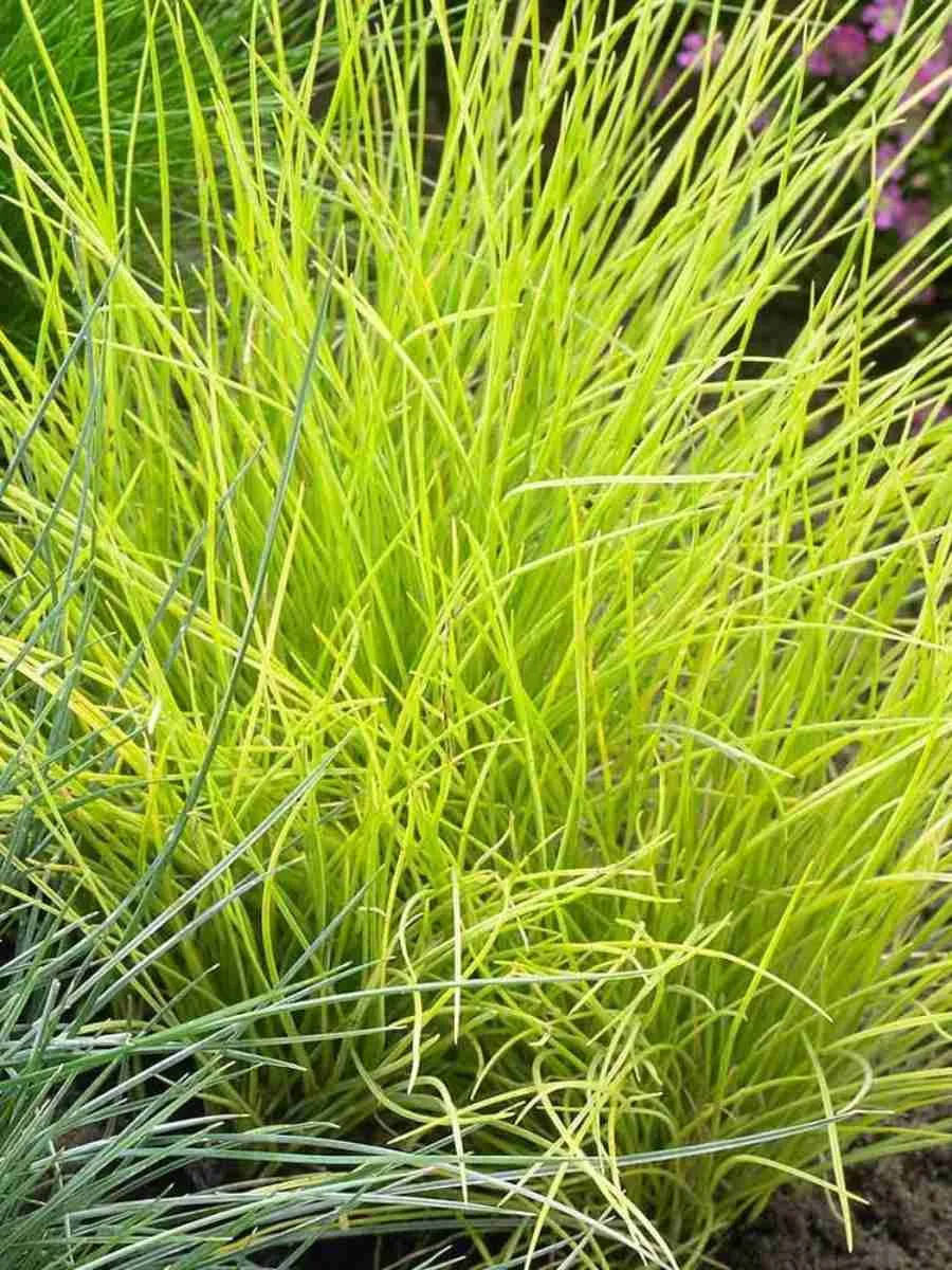 Овсяница сизая Golden Toupee