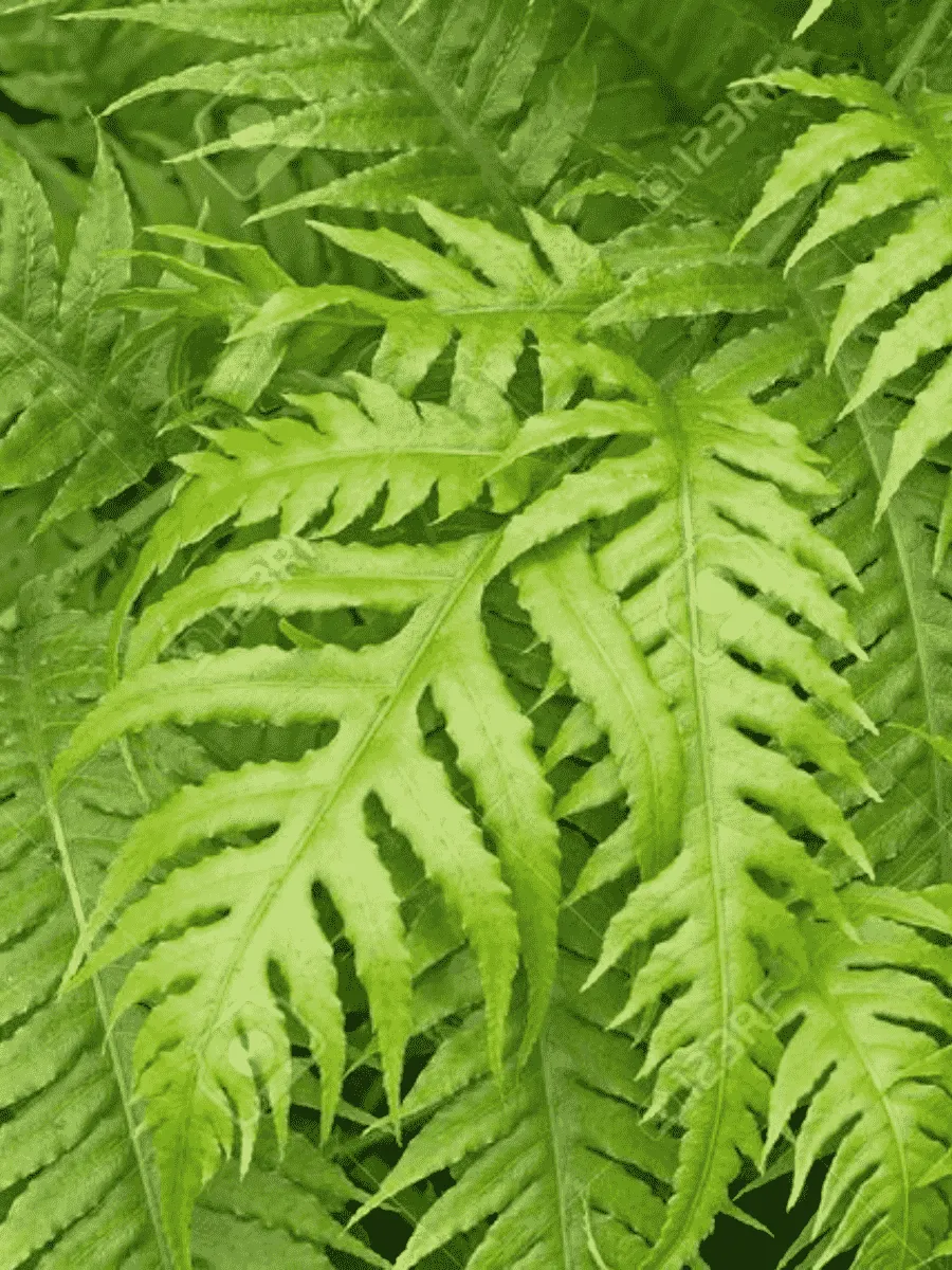 Вудвардия бахромчатая