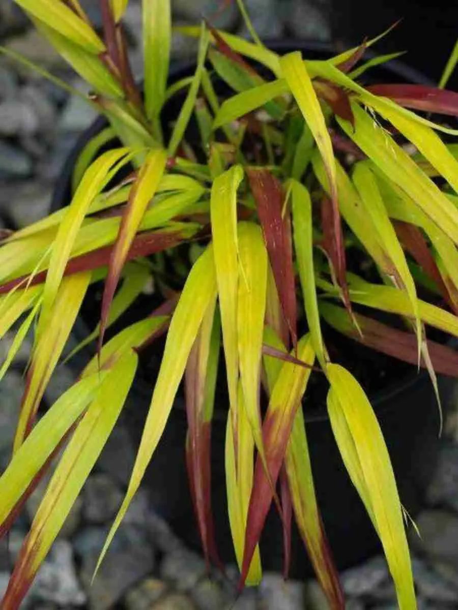 Хаконехлоа большая Sunflare