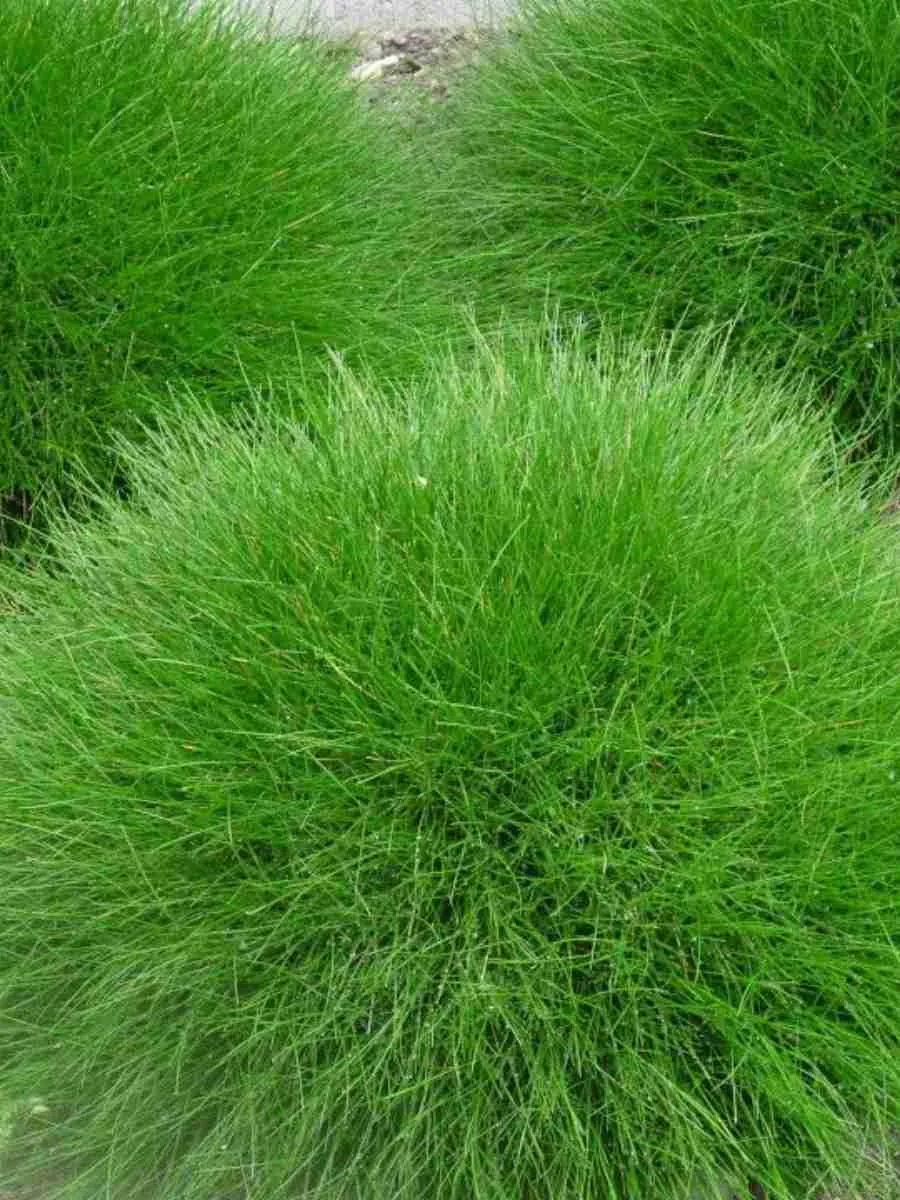 Овсяница Гаутера