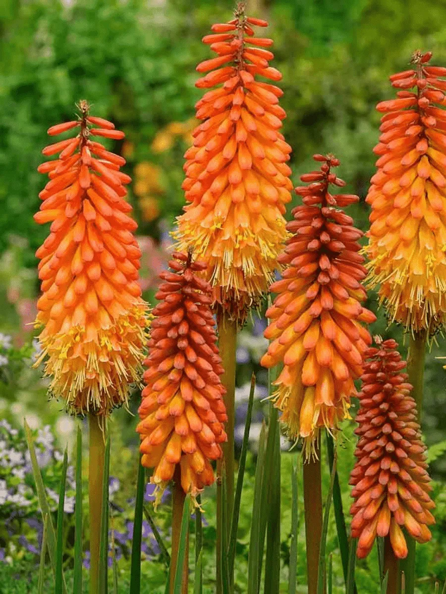 Книфофия гибридная Alcazar