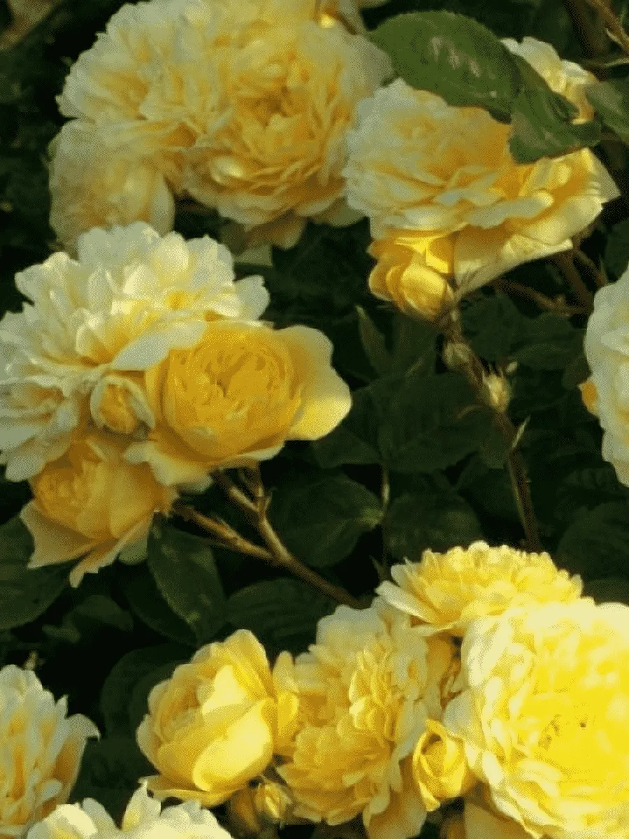 Роза Флорибунда Anna Dupre