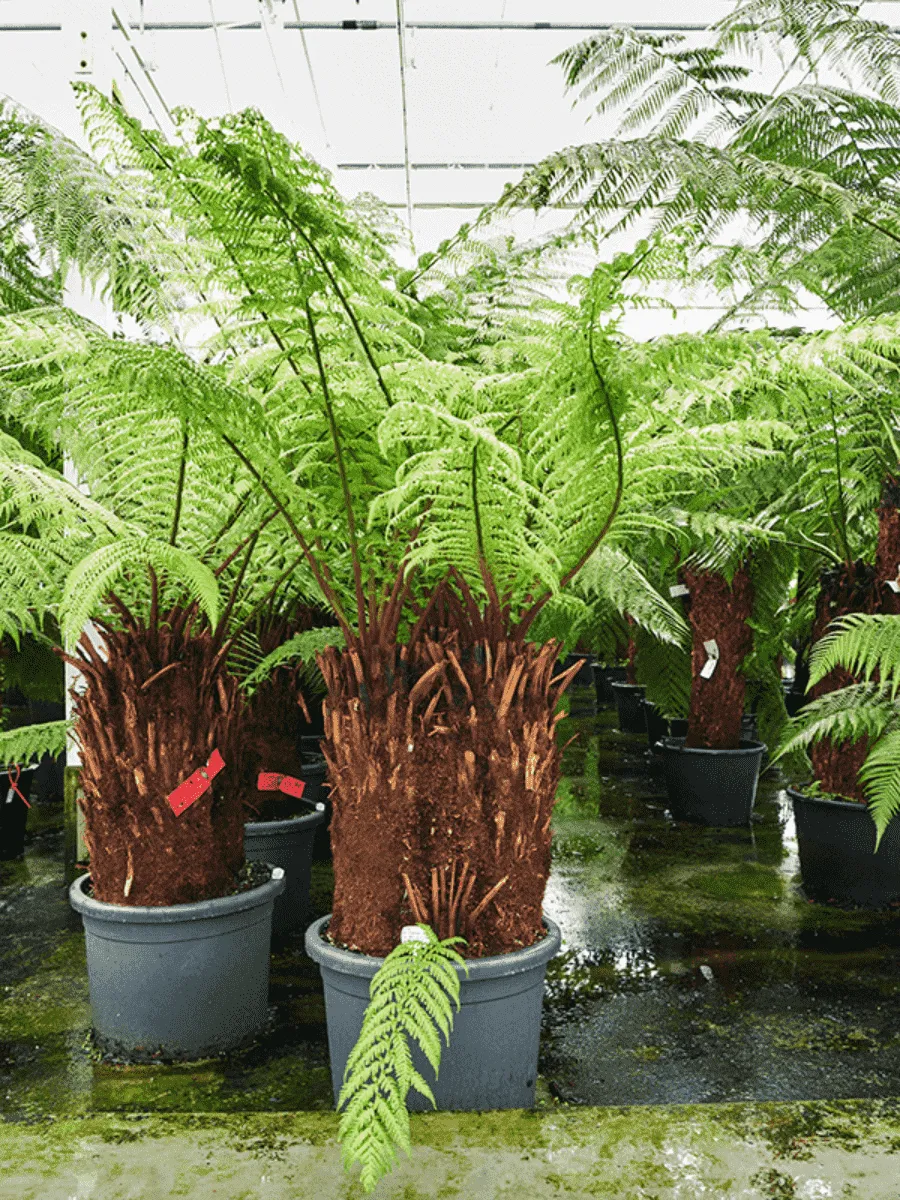 Диксония антарктическая