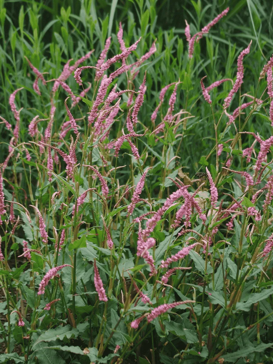 Горец стеблеобъемлющий Pink Elephant