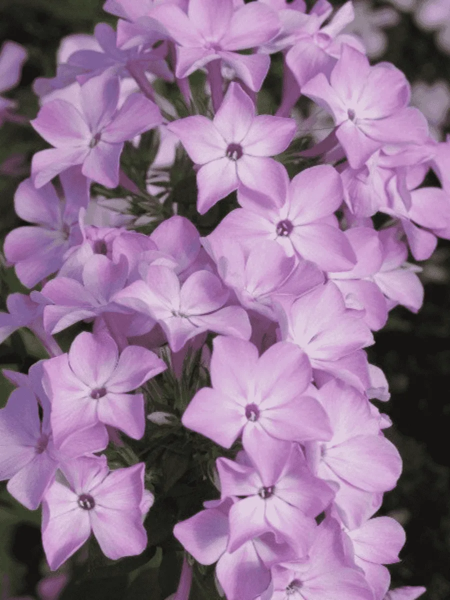 Флокс метельчатый Всемил