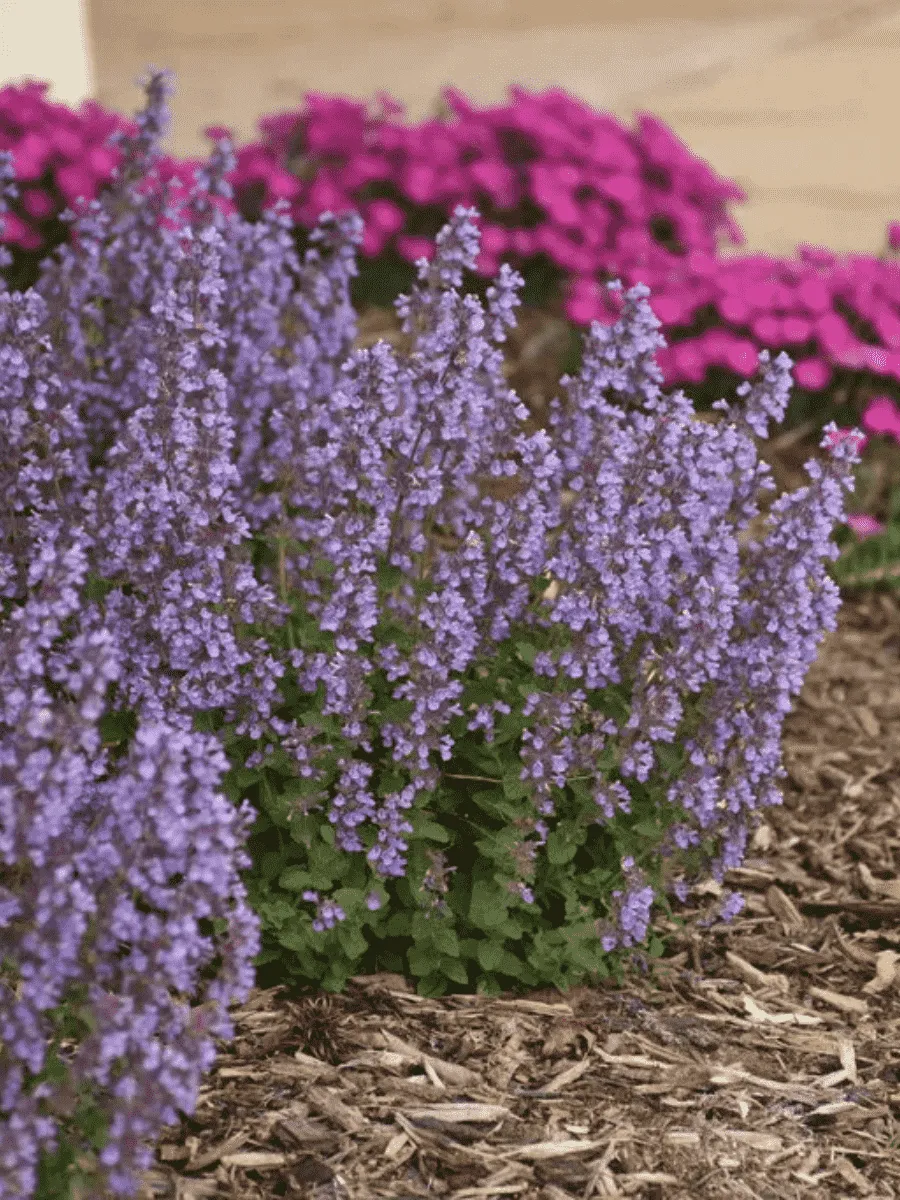 Котовник Фассена Cat's pajamas