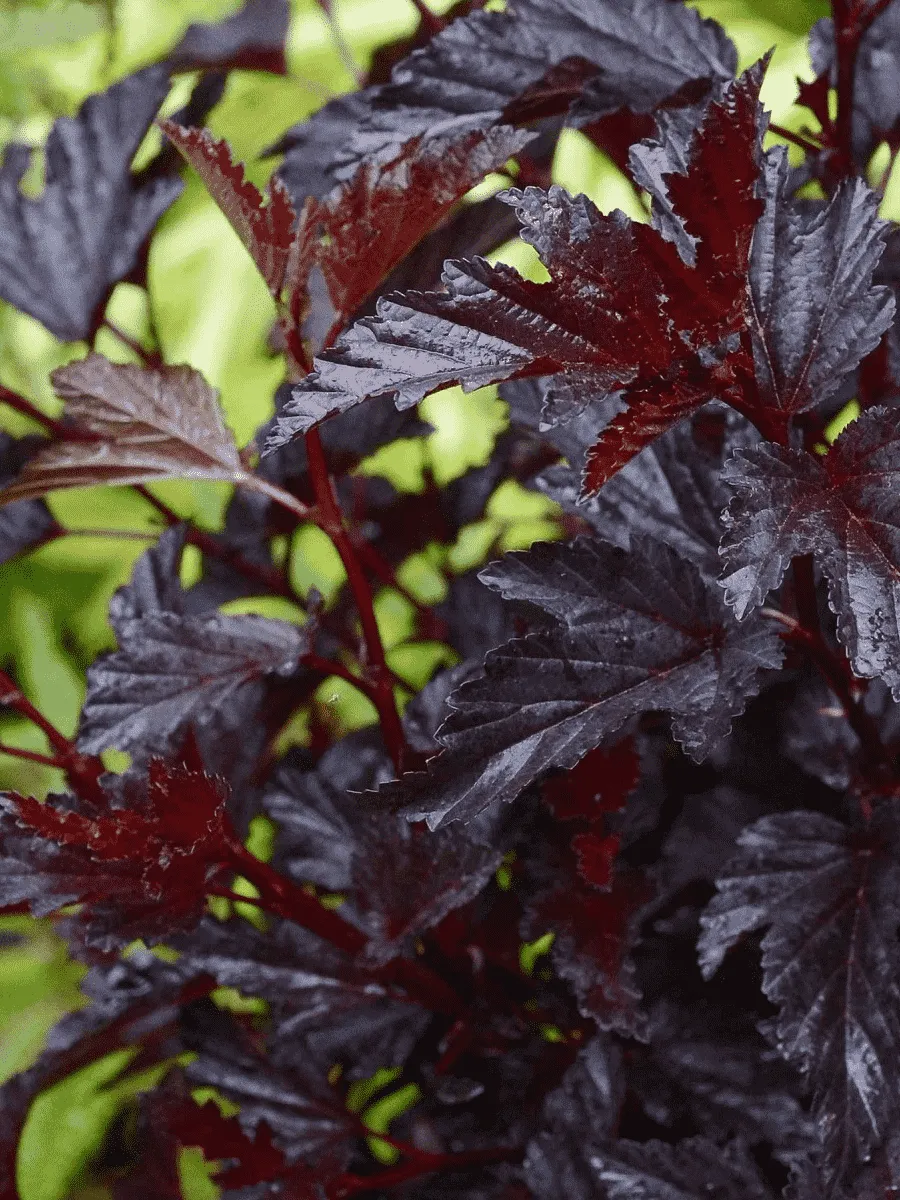 Пузыреплодник калинолистный All Black