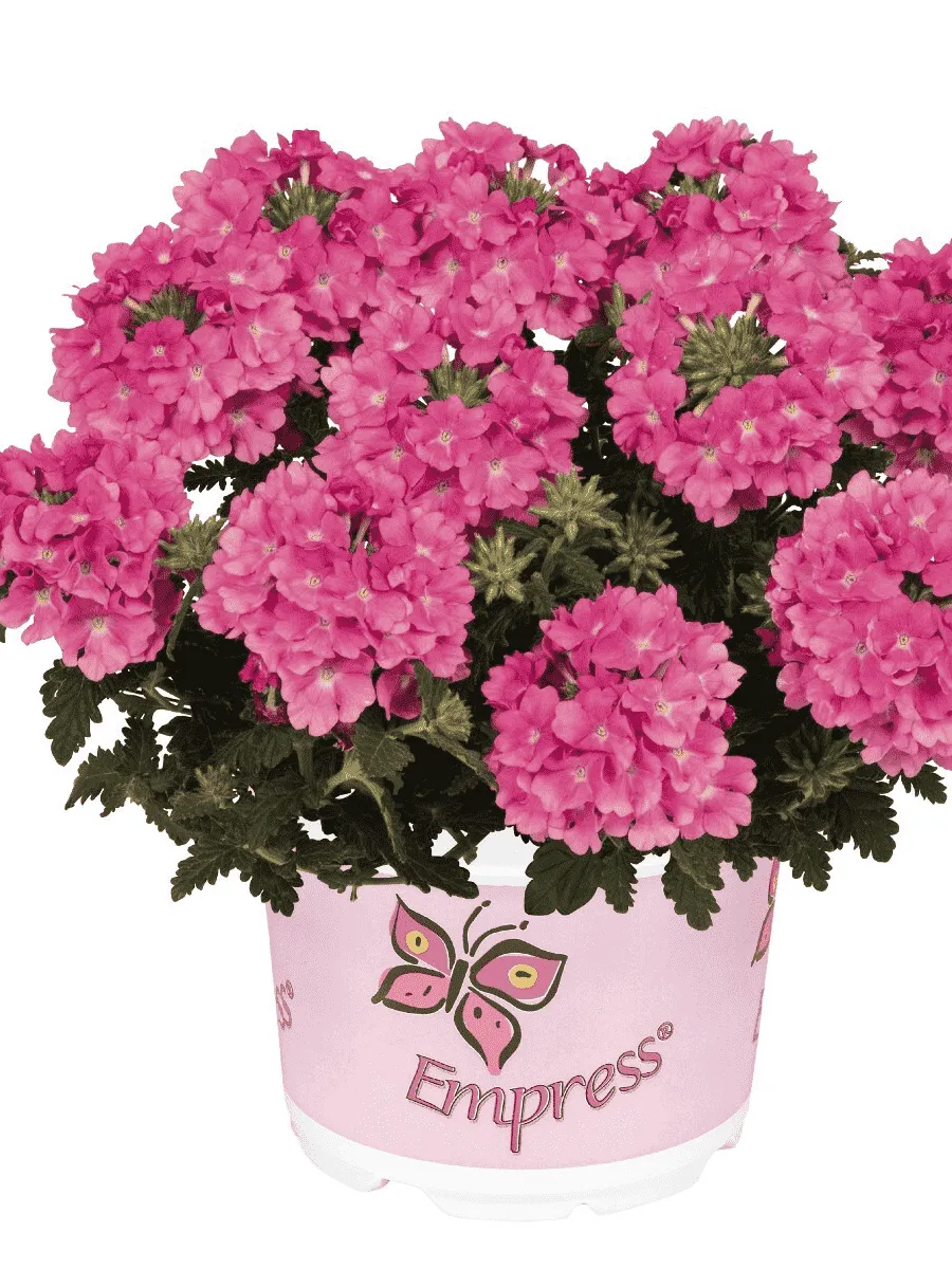 Вербена Empress Flair Pink
