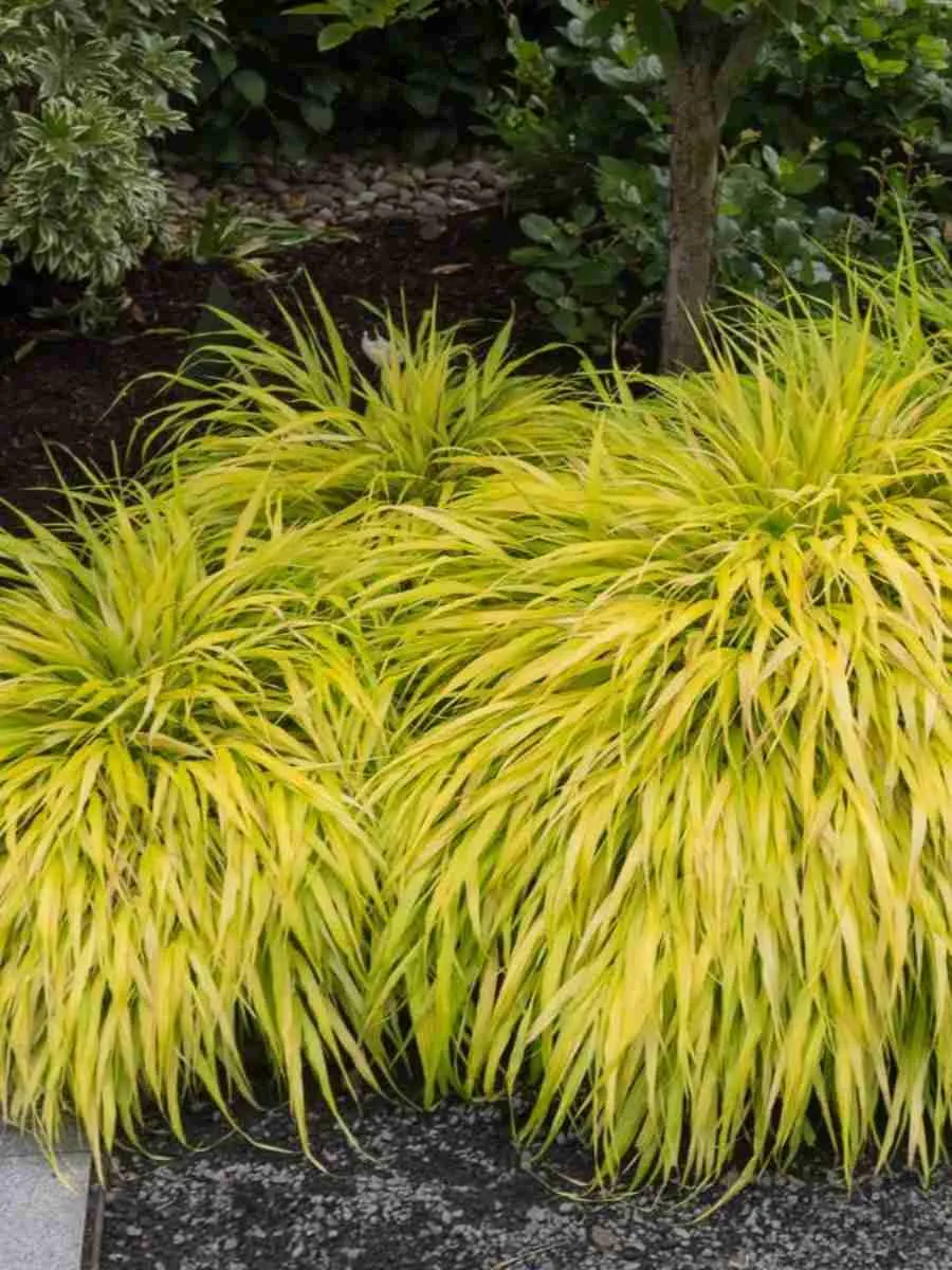 Хаконехлоа большая All Gold