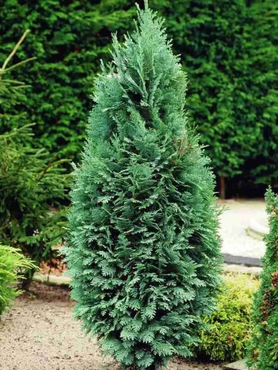 Кипарисовик