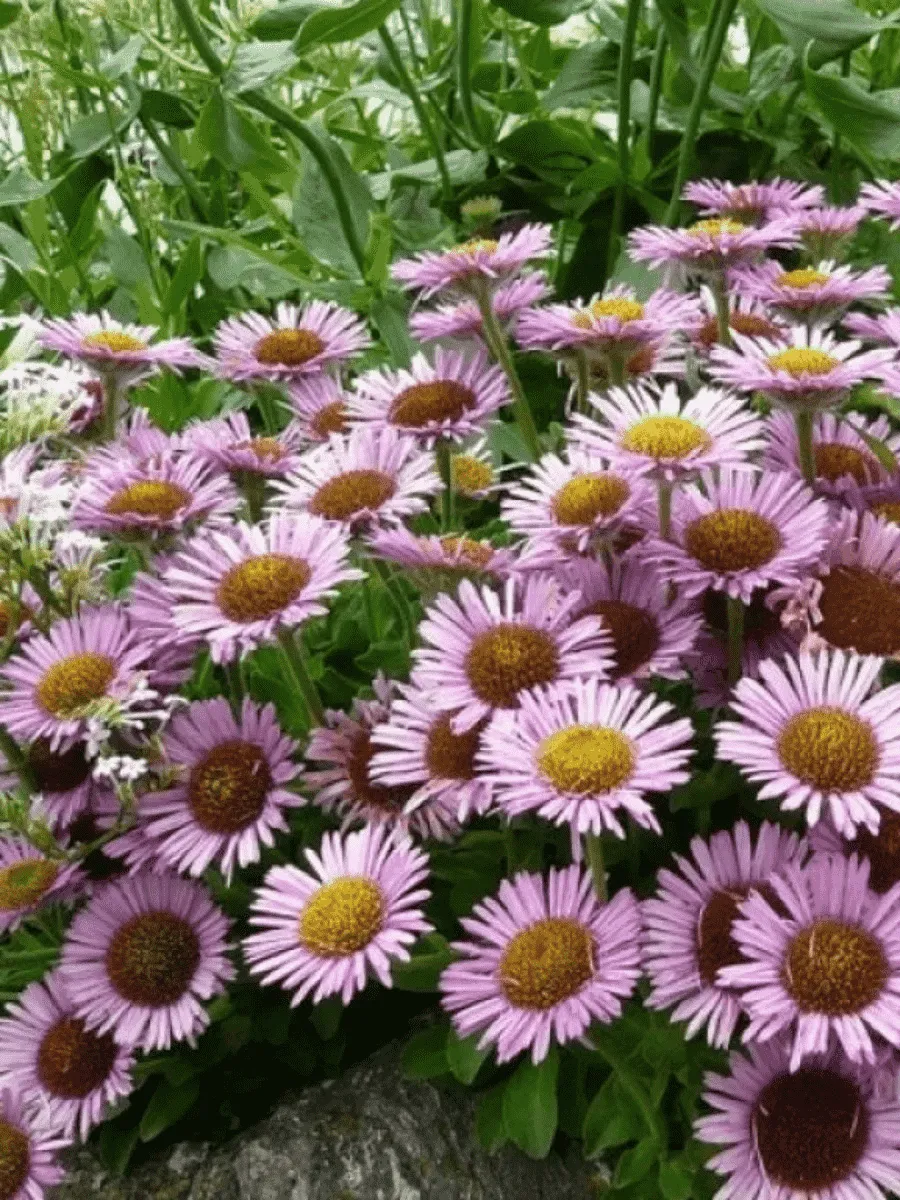 Мелколепестник сизый