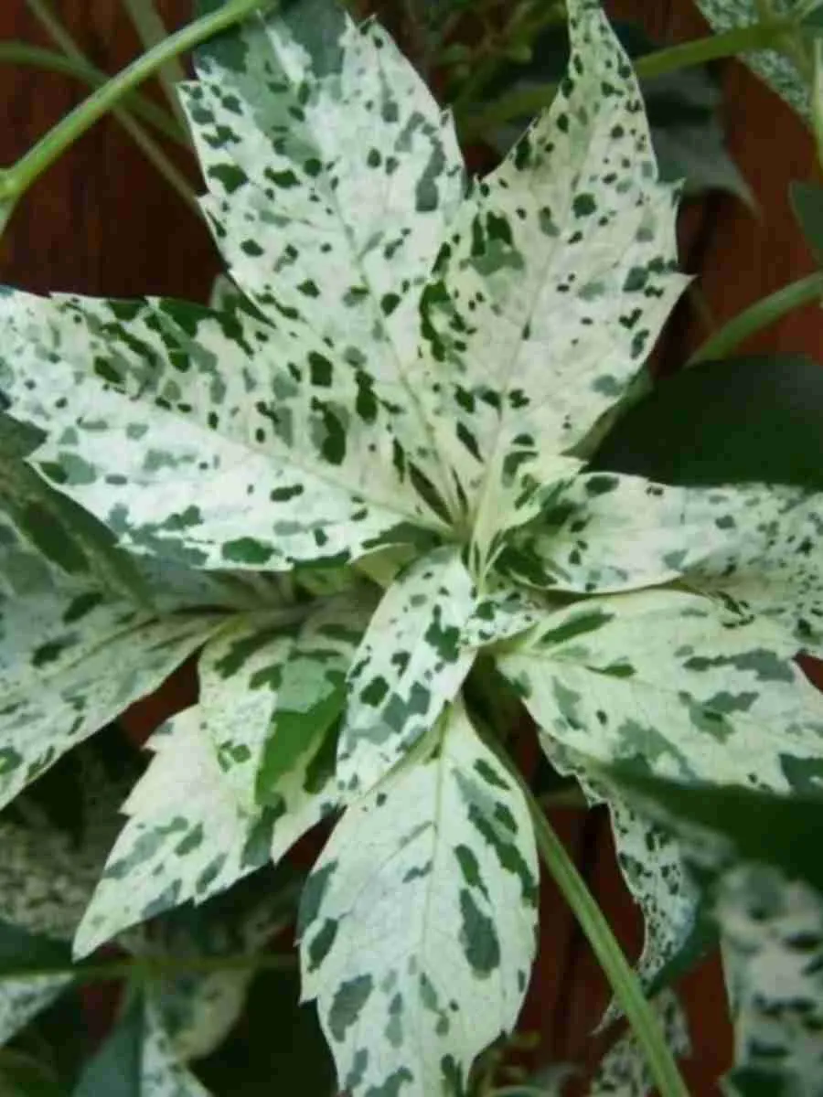 Виноград девичий Star Showers