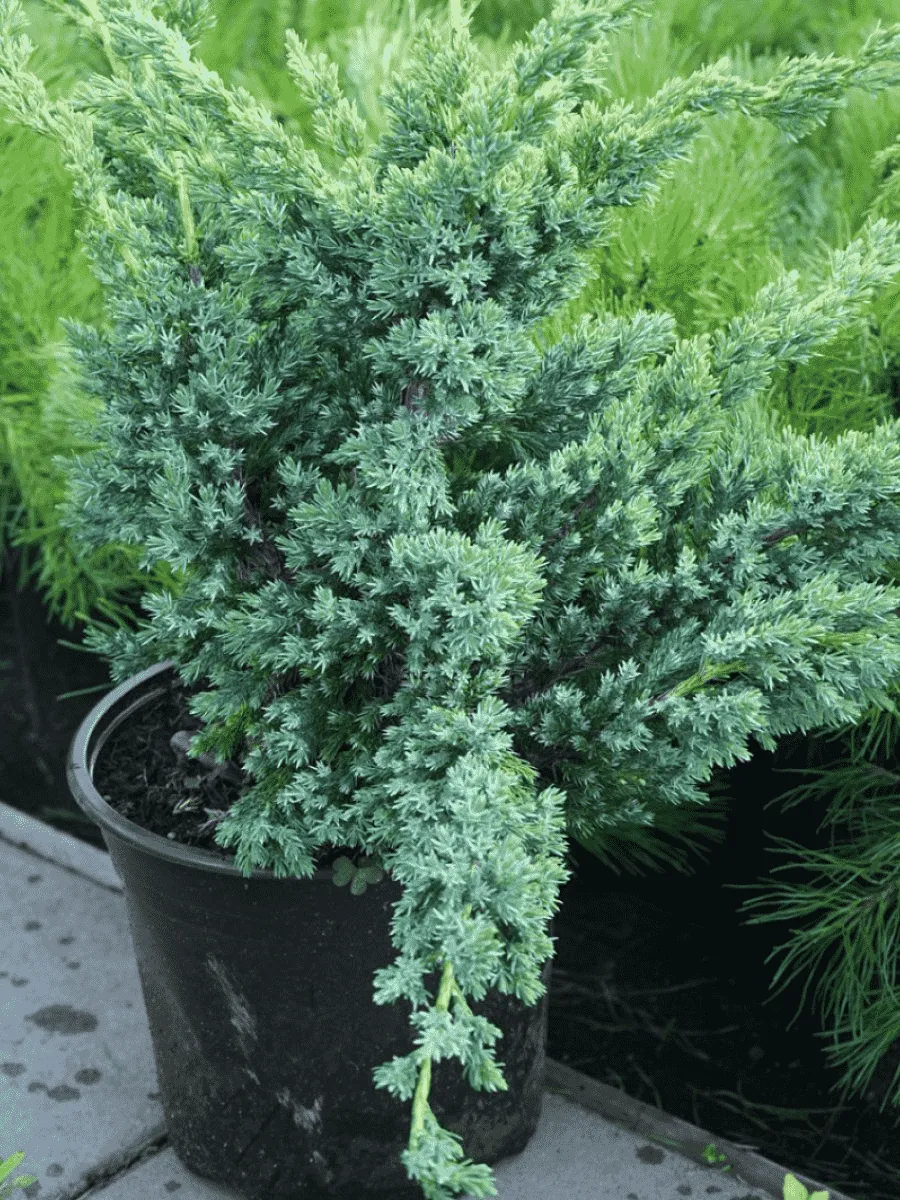 Можжевельник чешуйчатый Blue Compact