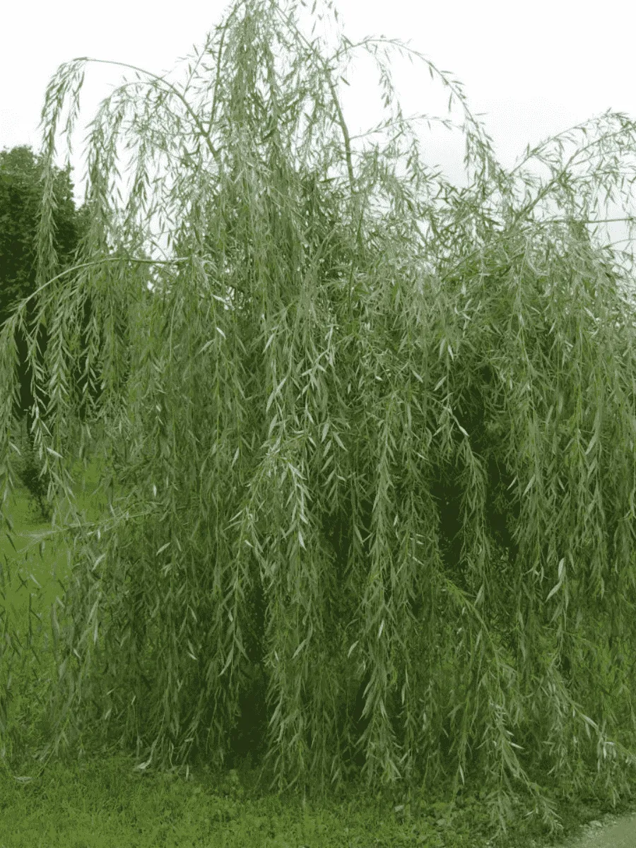 Ива гибридная Плакучий Гном