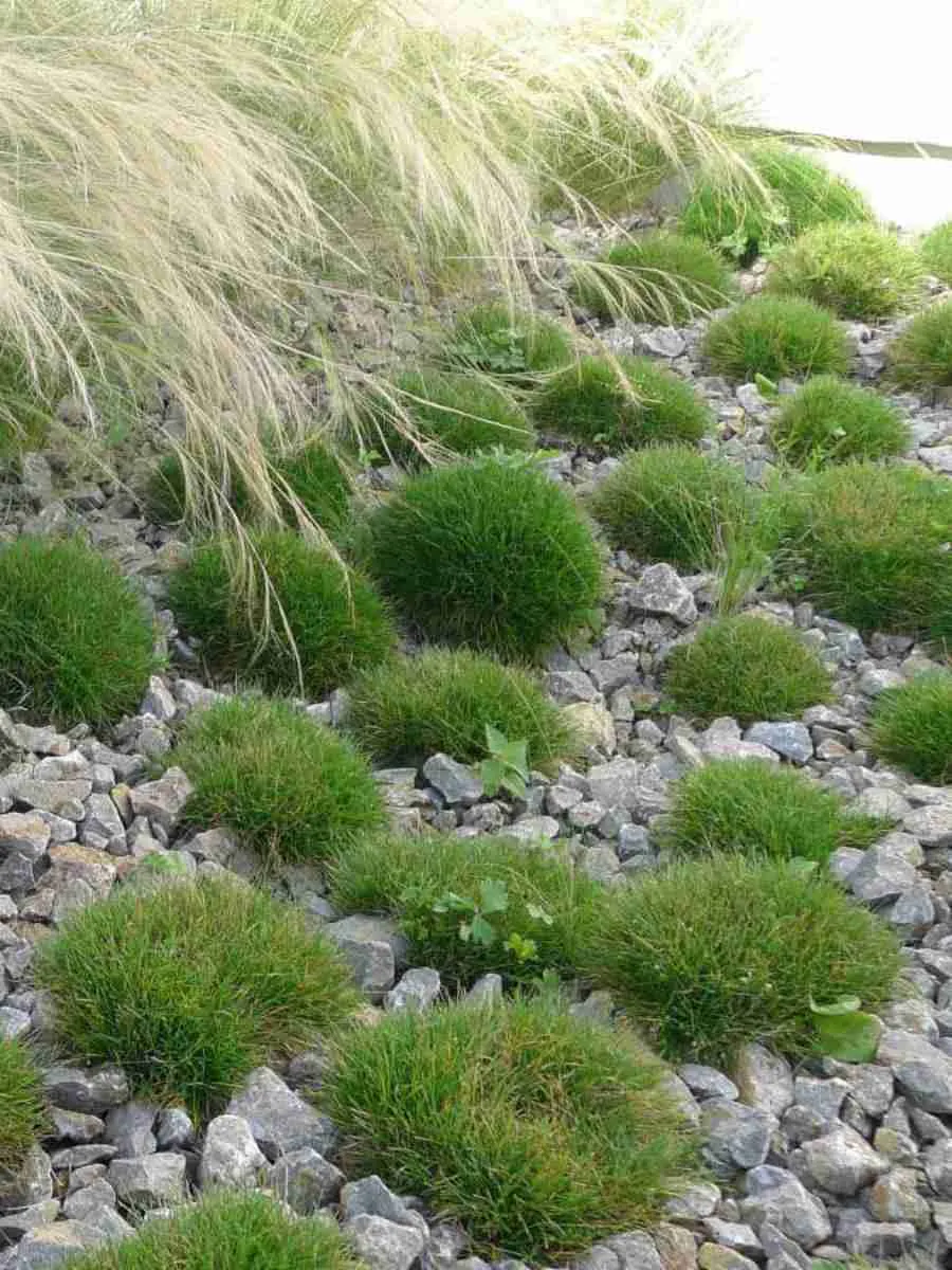 Овсяница Гаутера Pic Carlit