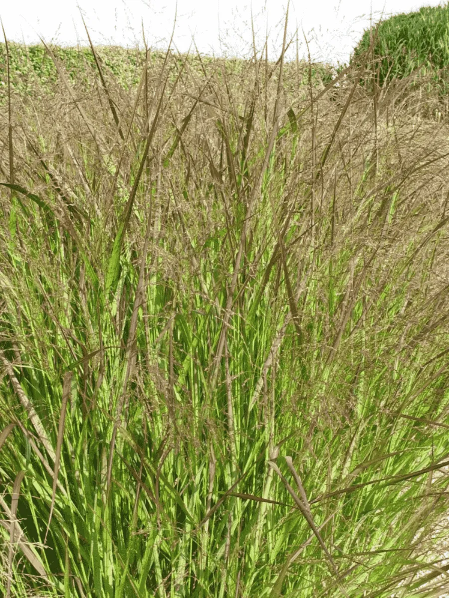 Просо прутьевидное Squaw