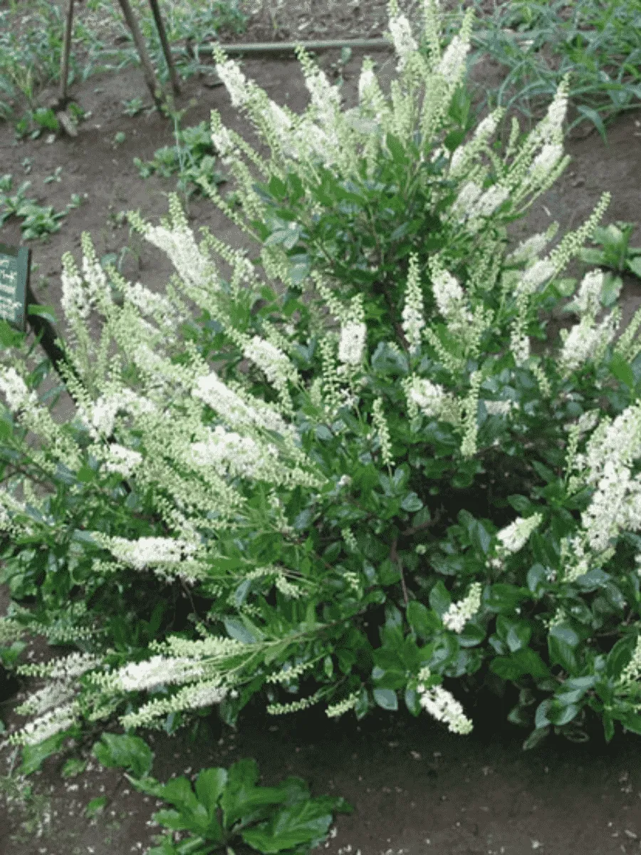 Клетра ольхолистная Hummingbird