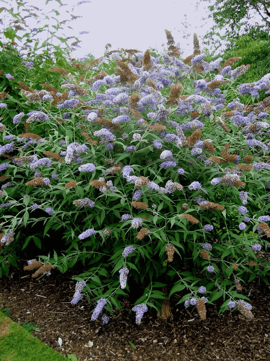 Буддлея давида  Dart's Papillon Blue