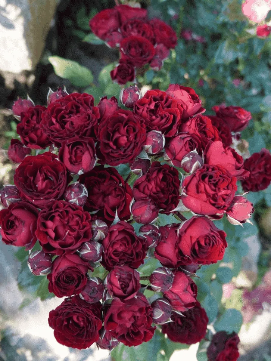 Роза Миниатюрная Black Jack