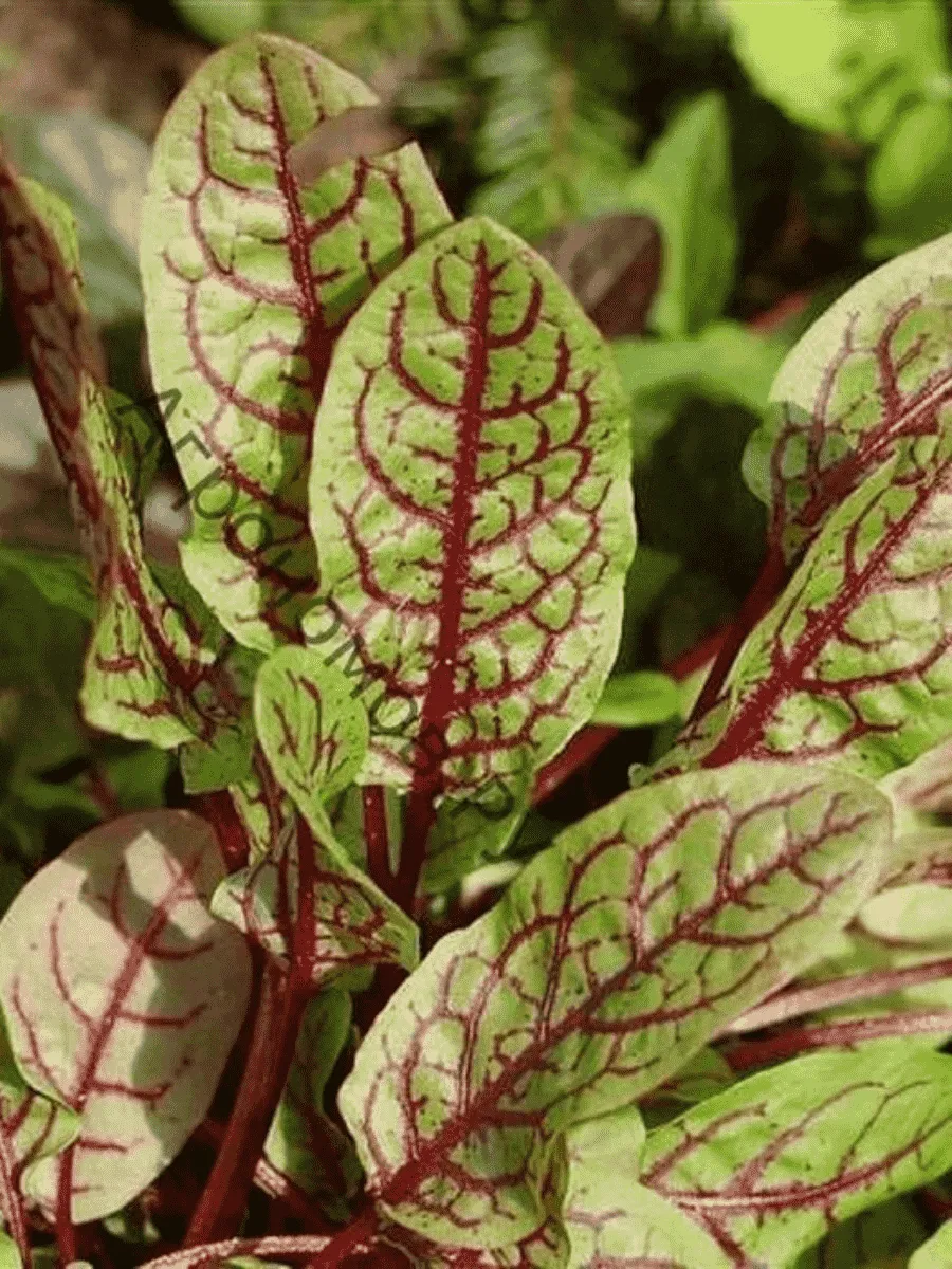 Щавель Кроваво-красный Кровавая Мэри