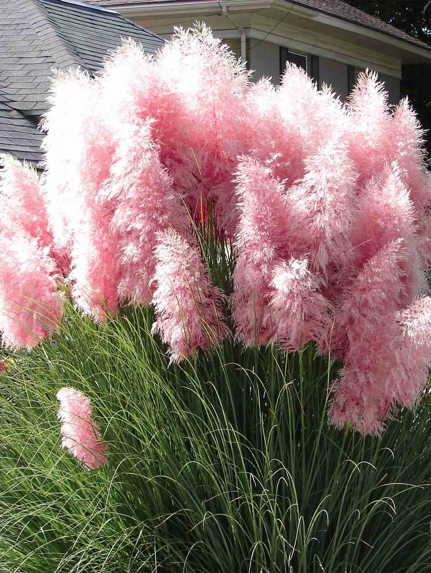 Кортадерия Cелло Rose Plume