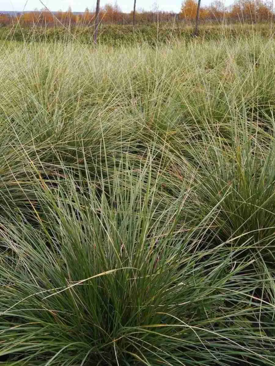 Овсяница Мэра