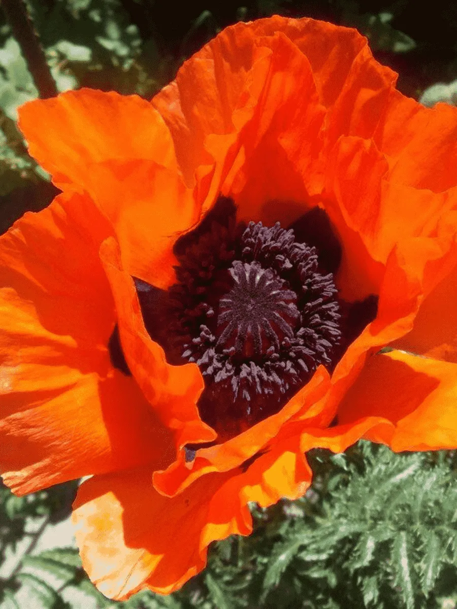 Мак восточный Glowing Amber