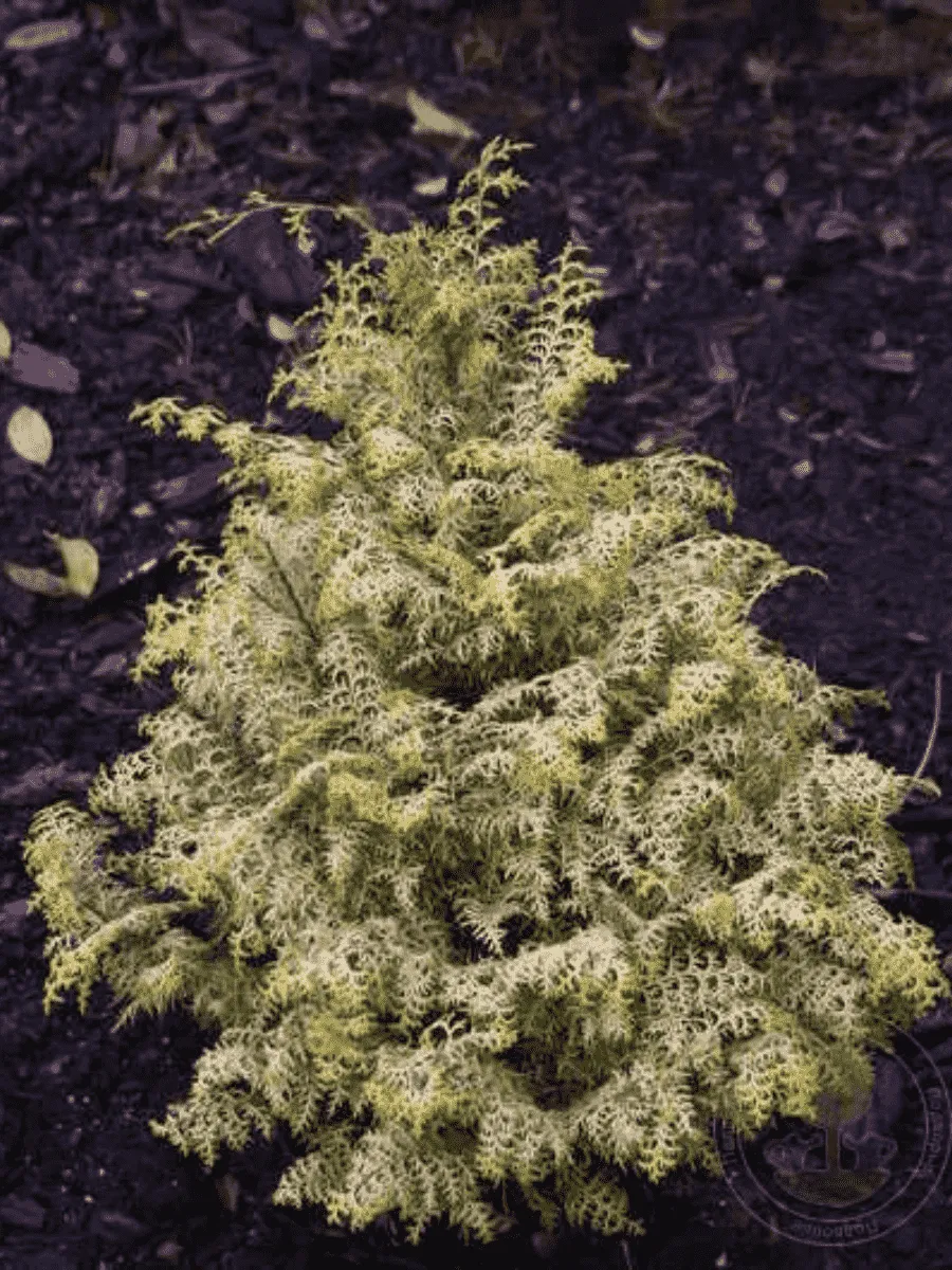 Кипарисовик тупой Lucas