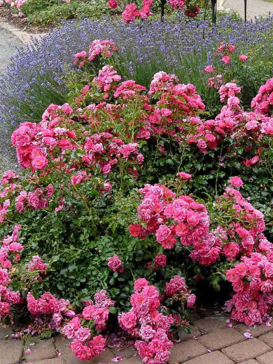 Почвопокровные