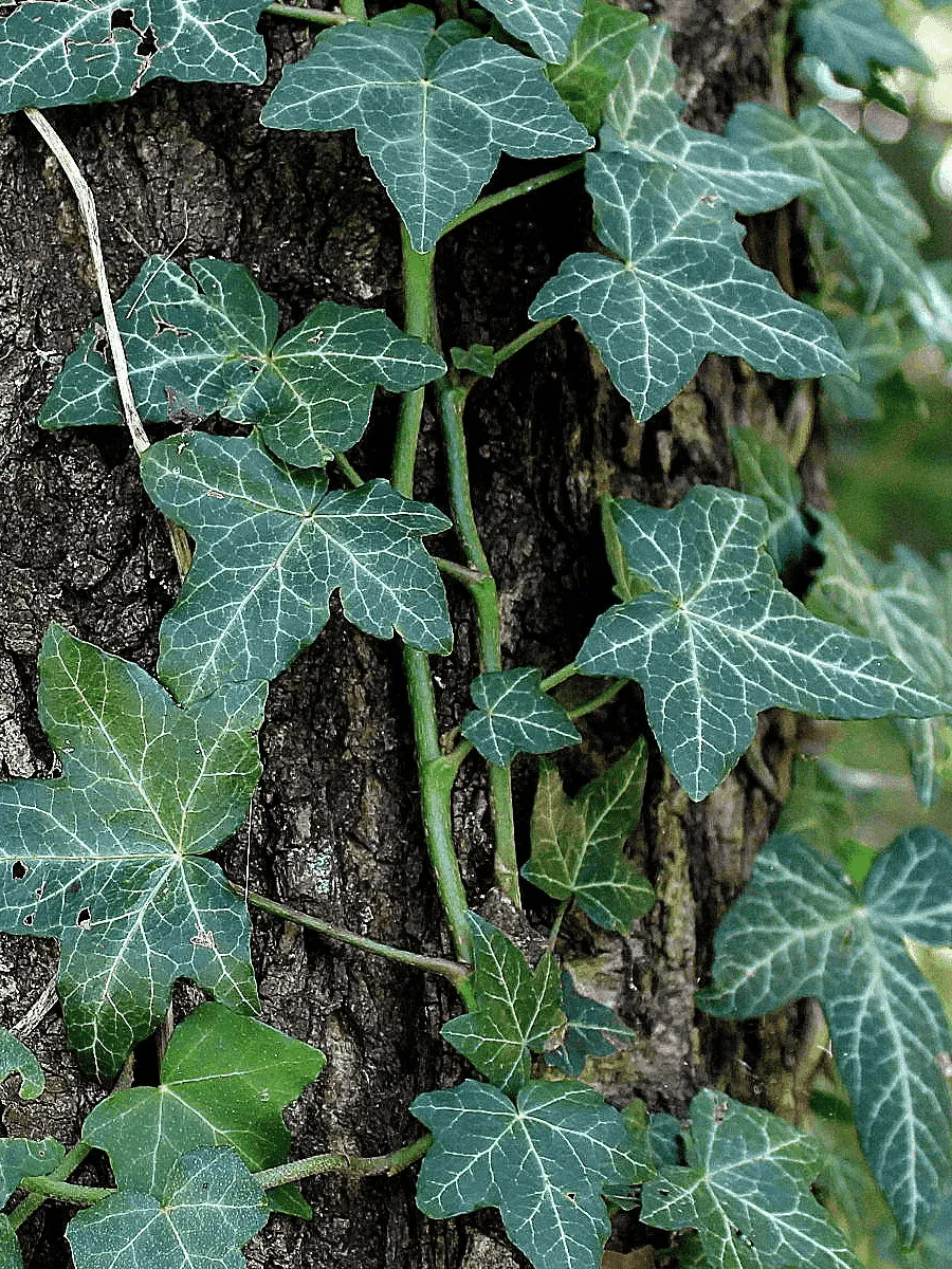 Плющ обыкновенный