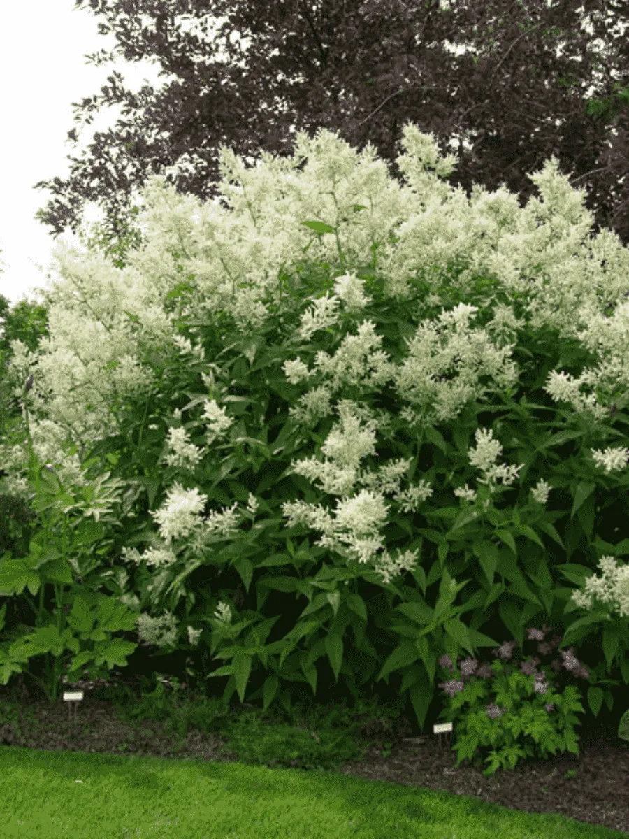 Горец изменчивый