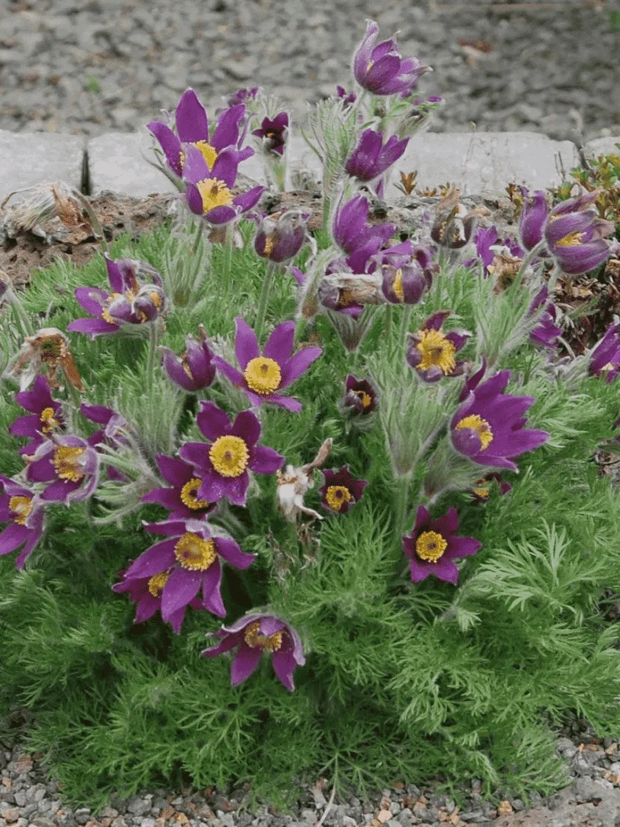 Прострел обыкновенный Pinwheel Blue Violet Shades