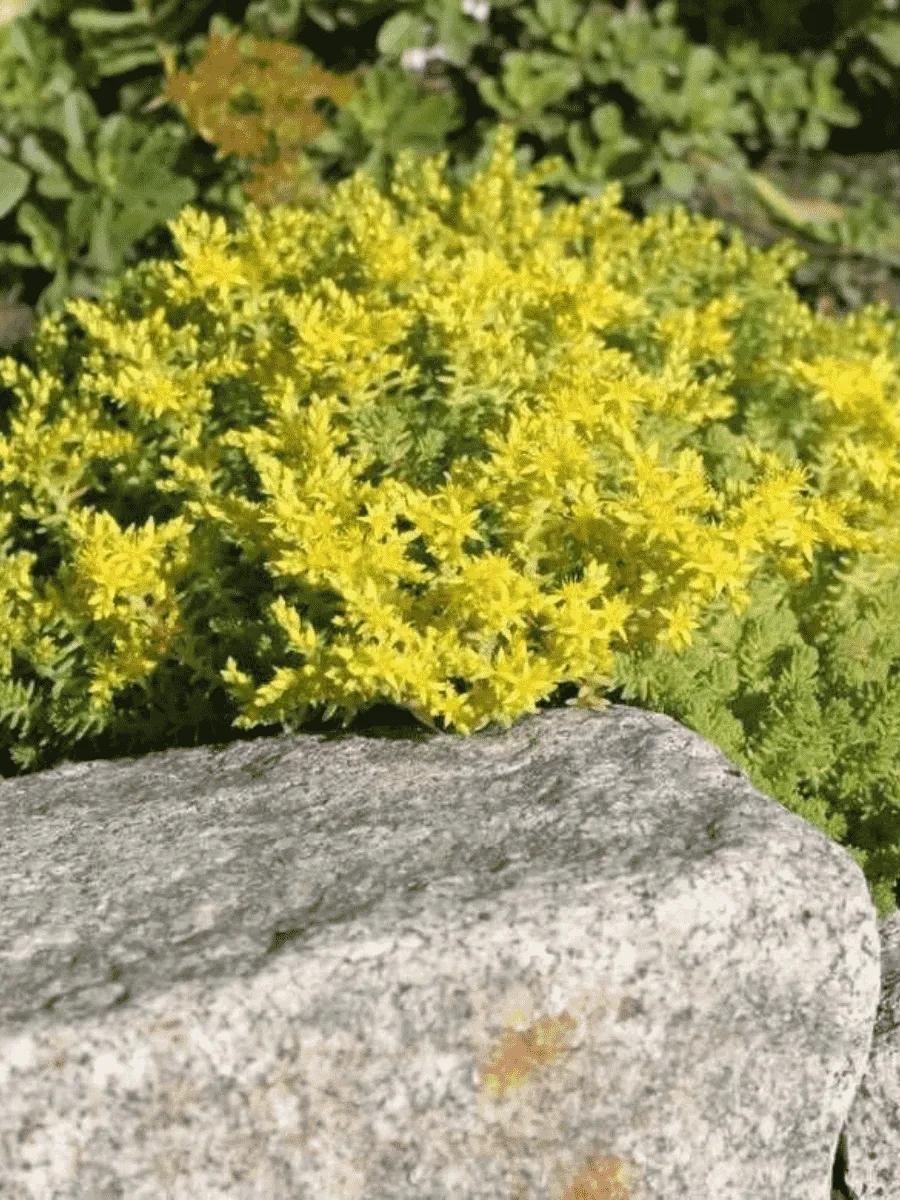 Очиток едкий Mini Ma