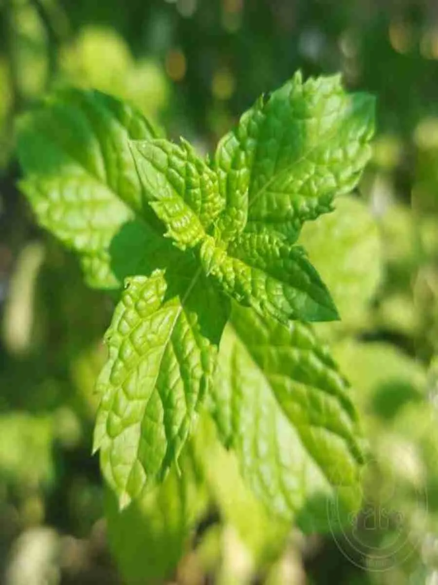 Мята Душистая Ананасная