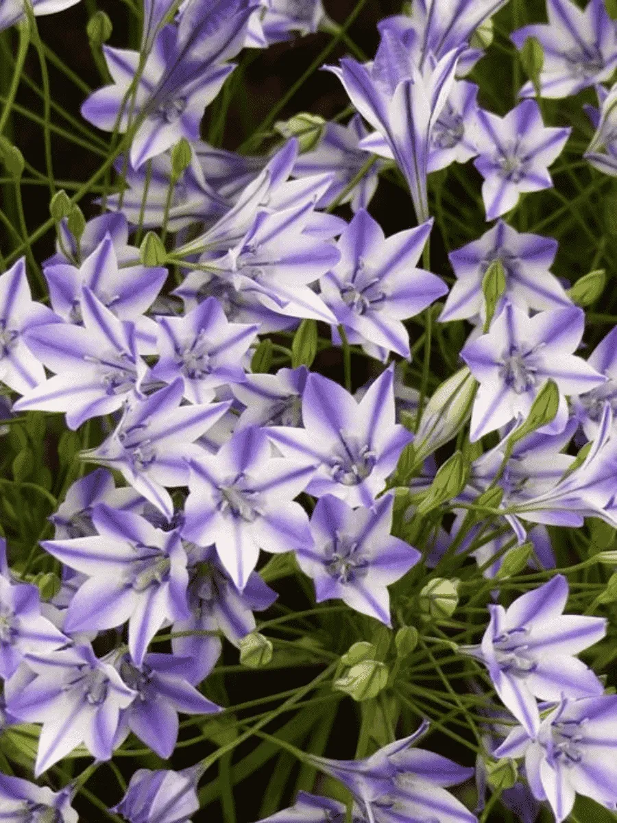 Трителия Rudy