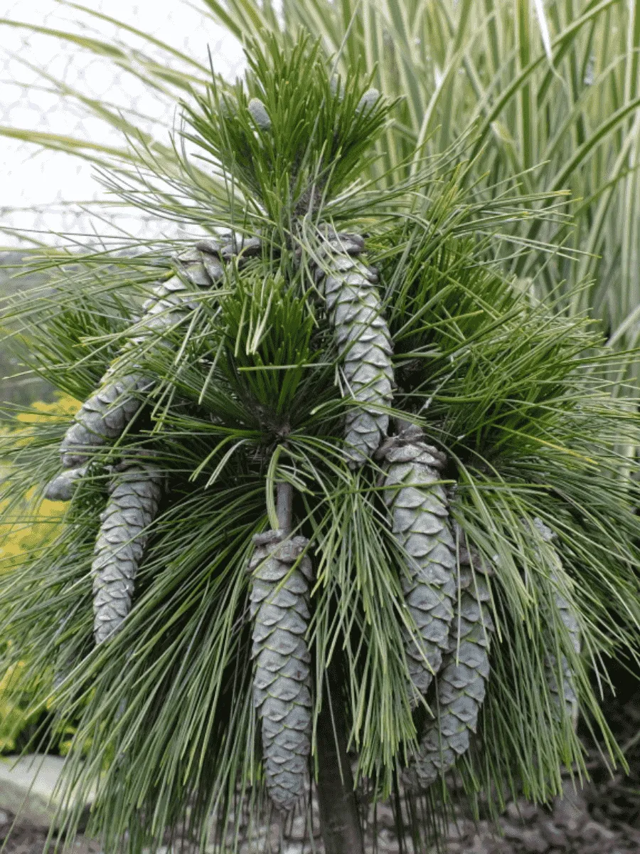 Сосна шверина Wiethorst