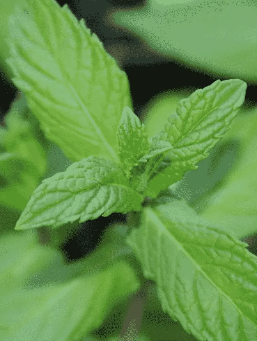 Мята колосистая Weinminze