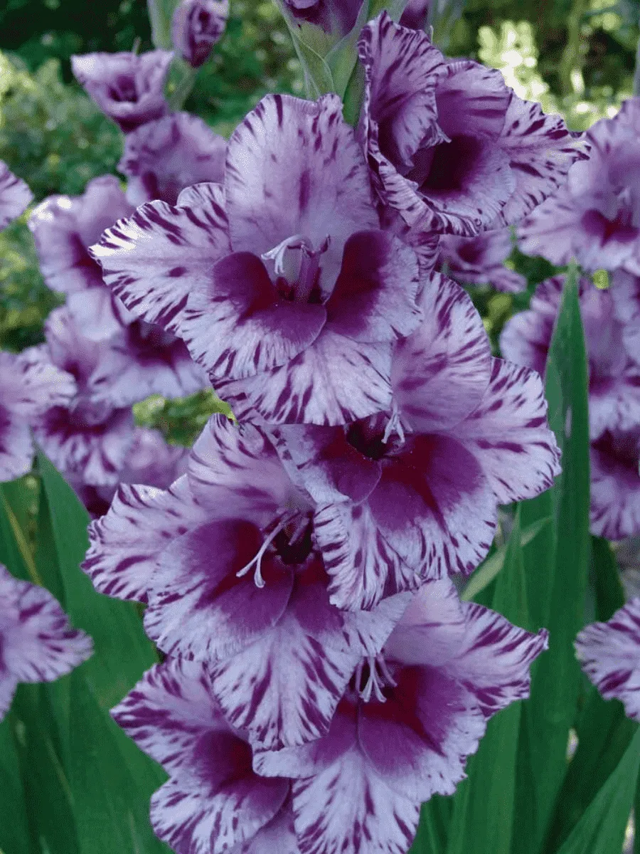 Гладиолус Passos