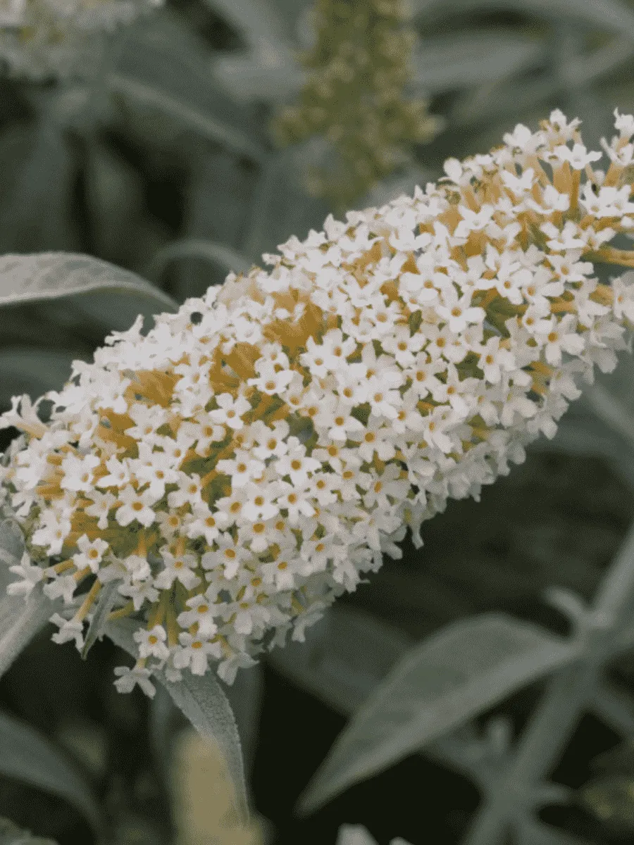 Буддлея давида White Ball