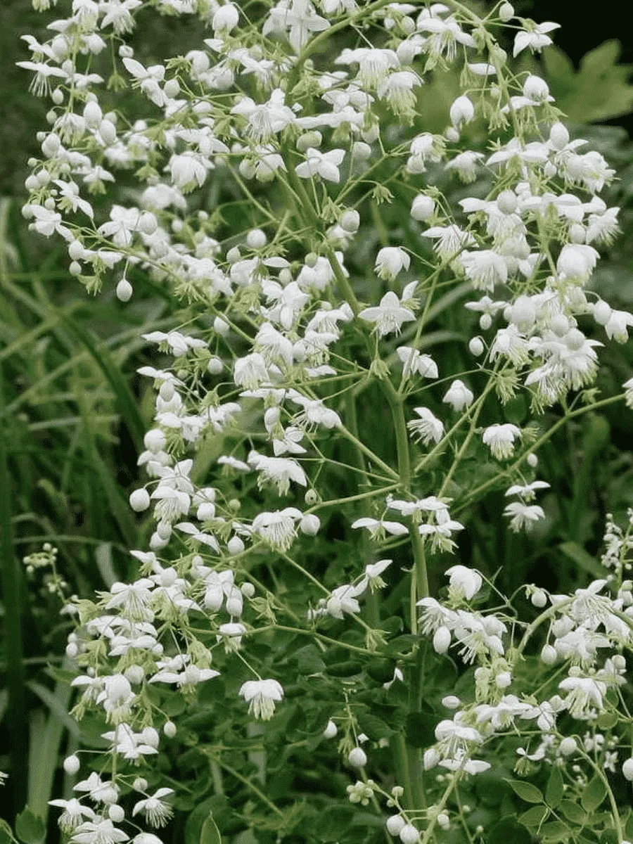 Василистник Делавея Alba