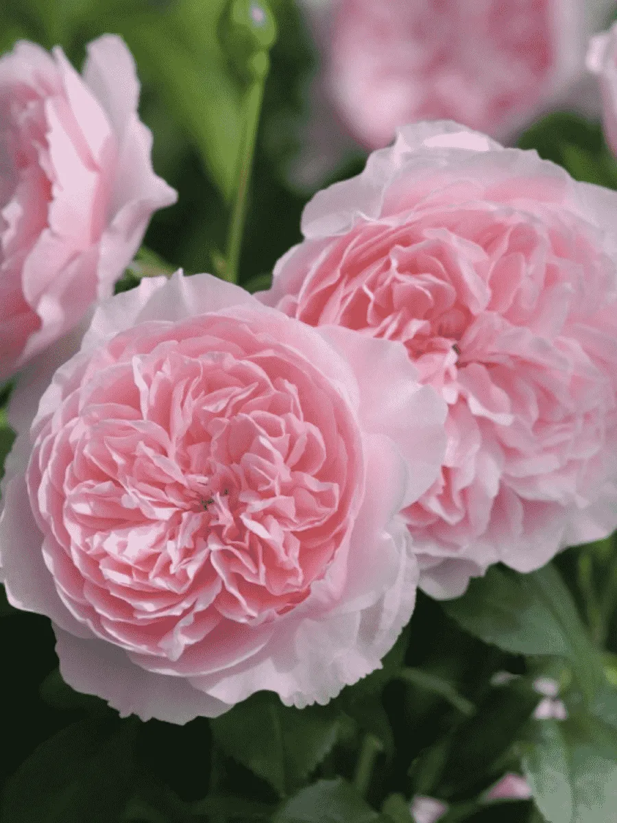 Роза Английская кустовая Wisley 2008