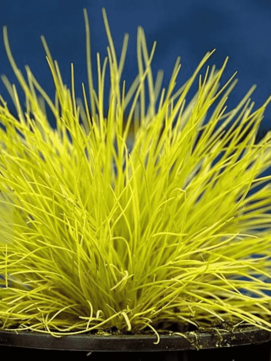 Овсяница сизая Golden Toupee