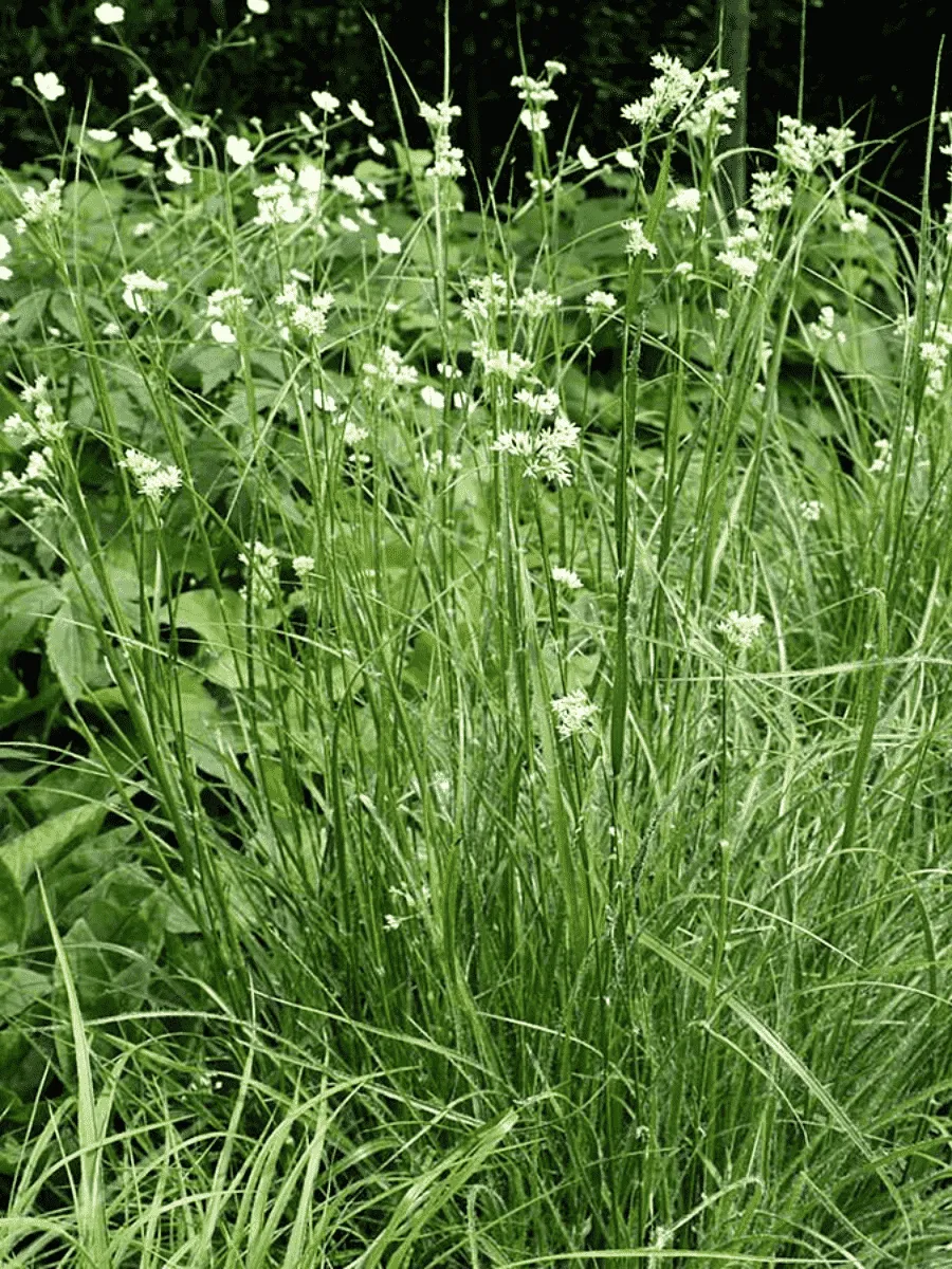 Ожика снежно-белая Lucius