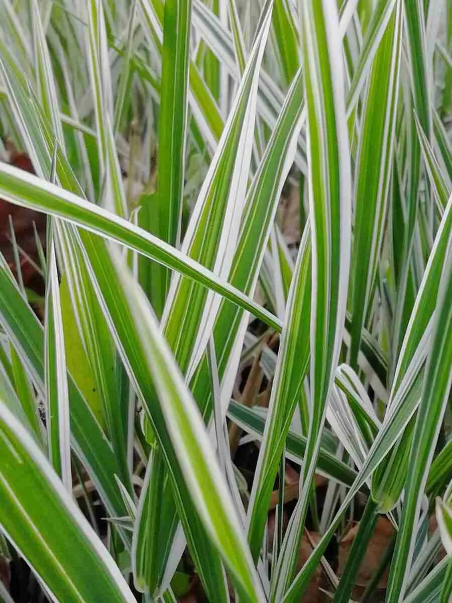 Фалярис тростниковый Elegantissima