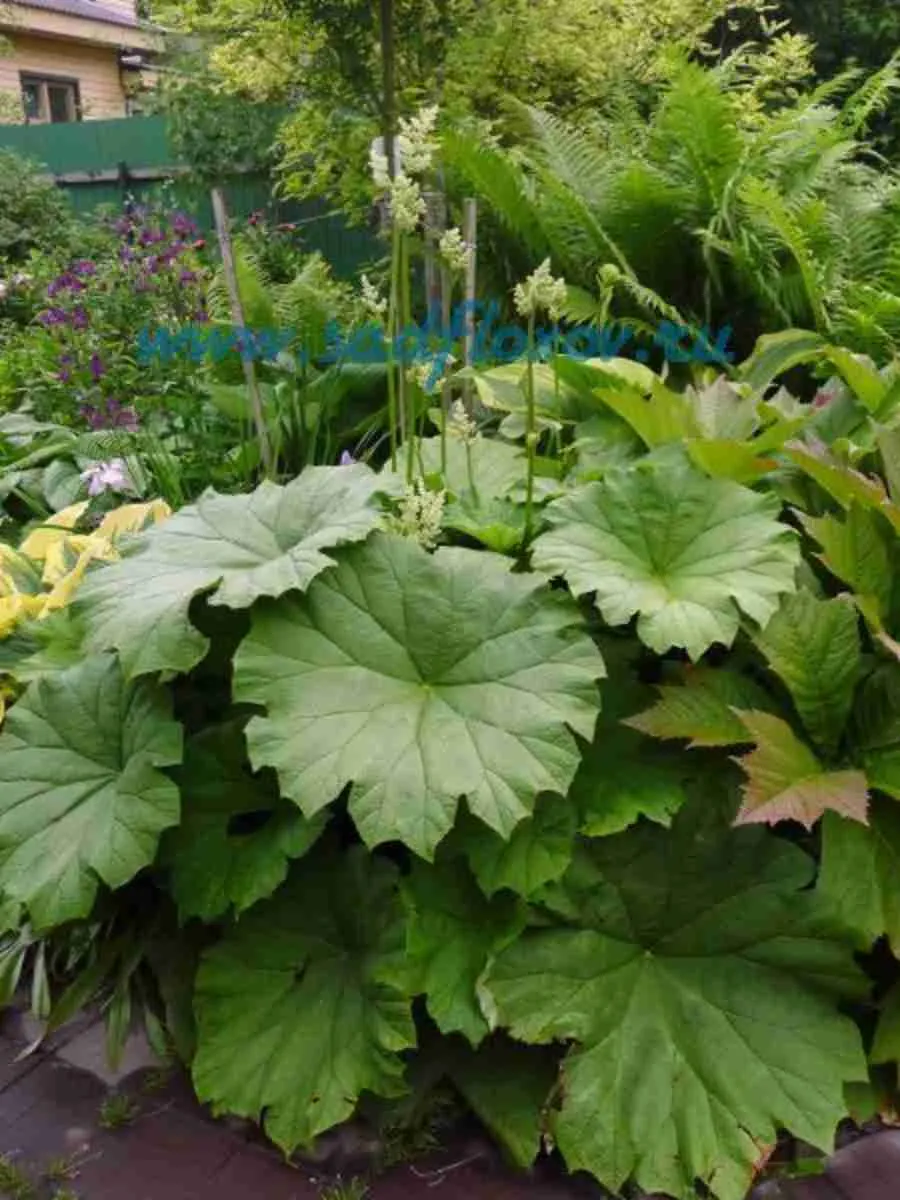 Астильбоидес