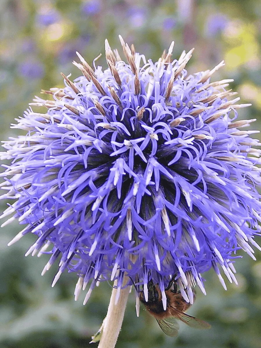 Мордовник банатский Blue Globe