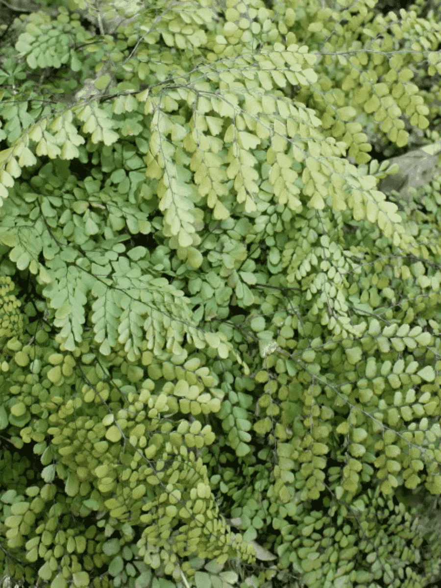 Адиантум венустум