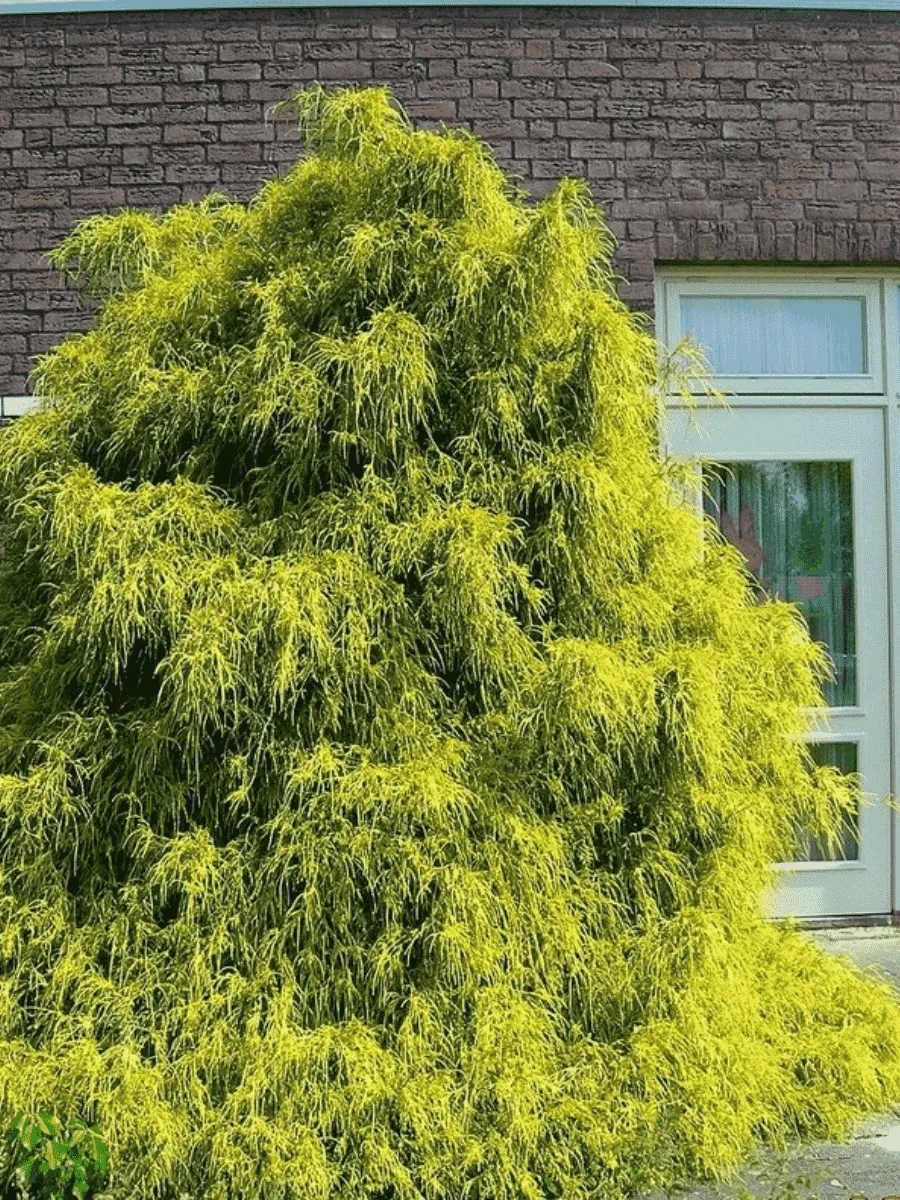 Кипарисовик горохоплодный Filifera Aurea