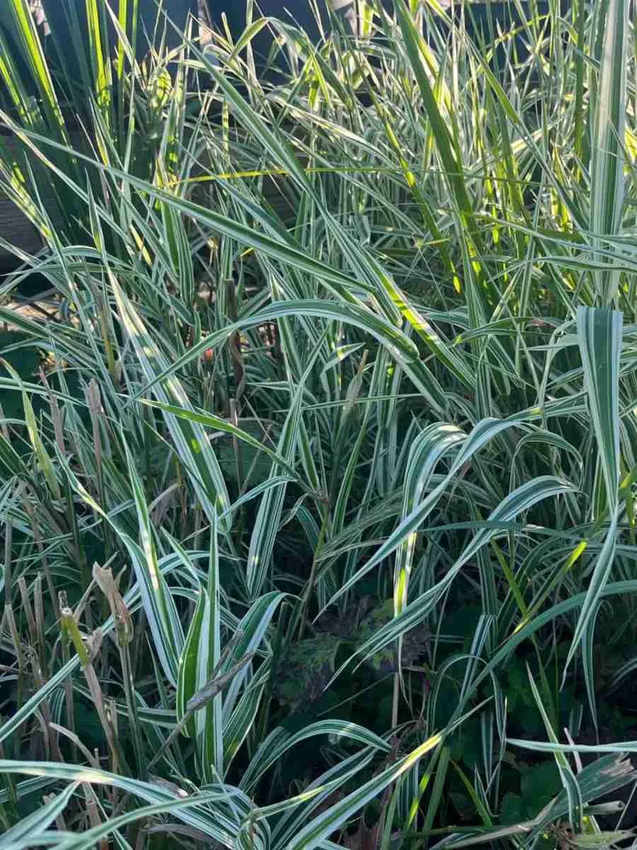 Осока пальмолистная Bicolor Fountain